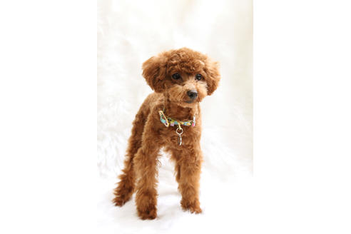販売中のティーカッププードルの親犬